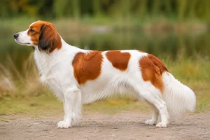 Kooikerhondje — White with orange-red patches coat