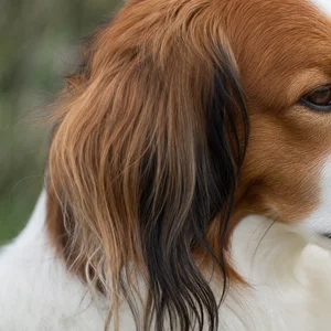 Kooikerhondje — ears