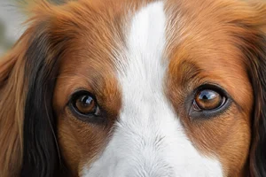 Kooikerhondje — eyes