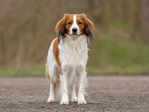 Kooikerhondje — front