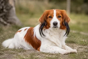 Kooikerhondje — lying down