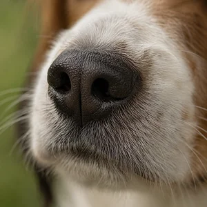 Kooikerhondje — nose