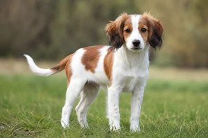 Kooikerhondje — puppy (~4 mo)
