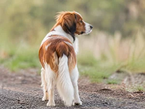 Kooikerhondje — rear
