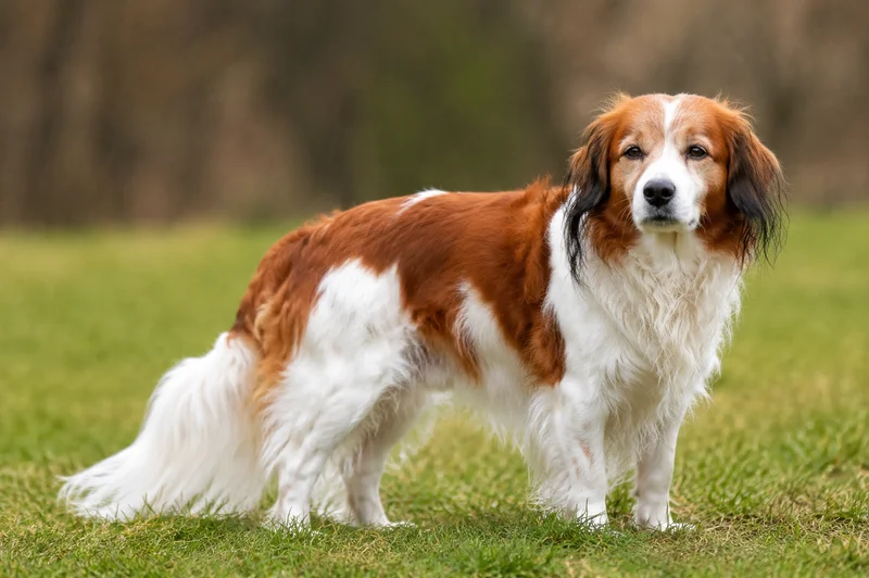 Kooikerhondje — senior