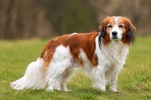 Kooikerhondje — senior