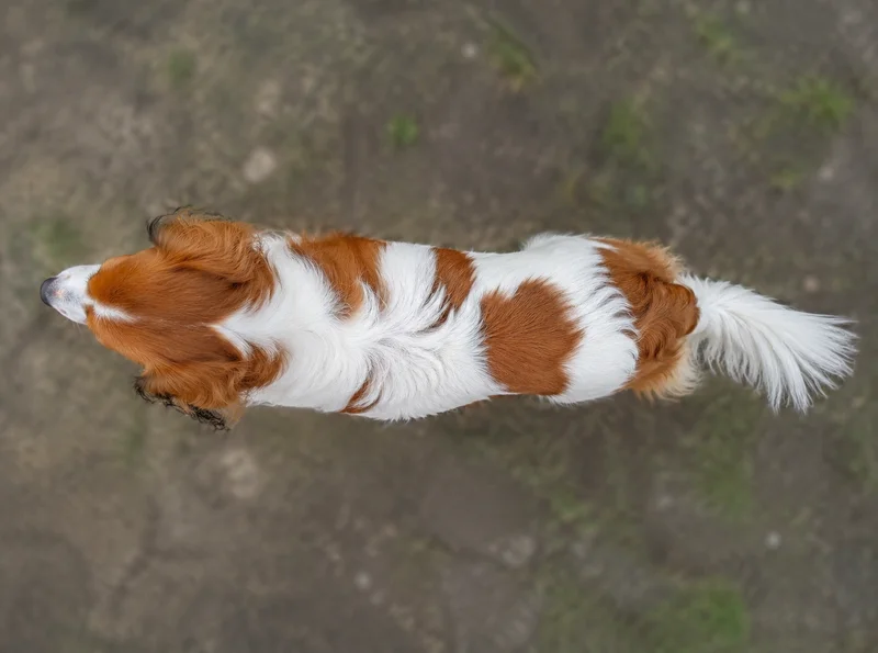 Kooikerhondje — top