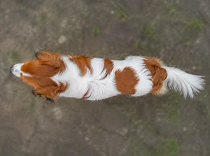 Kooikerhondje — top
