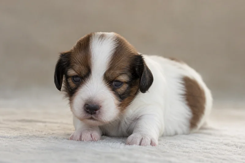 Kooikerhondje — young puppy (~1 mo)