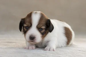 Kooikerhondje — young puppy (~1 mo)