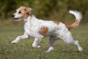 Kromfohrländer — running
