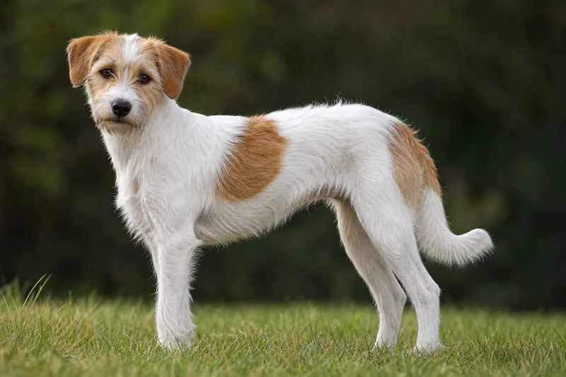 Kromfohrländer — adult