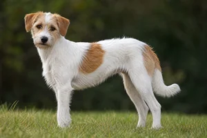 Kromfohrländer — adult