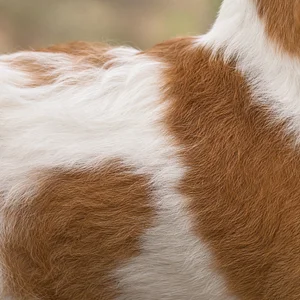 Kromfohrländer — coat texture