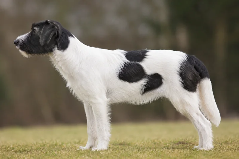 Kromfohrländer — White with black patches coat