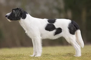 Kromfohrländer — White with black patches coat