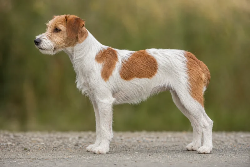 Kromfohrländer — White with brown patches coat