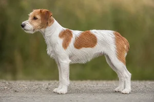 Kromfohrländer — White with brown patches coat