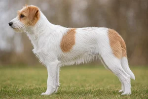 Kromfohrländer — White with tan patches coat