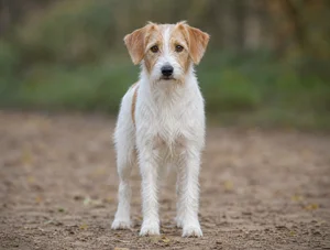 Kromfohrländer — front