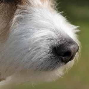 Kromfohrländer — nose