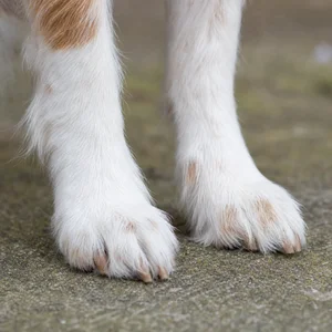 Kromfohrländer — paws