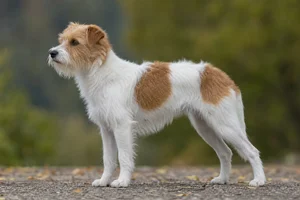 Kromfohrländer dog
