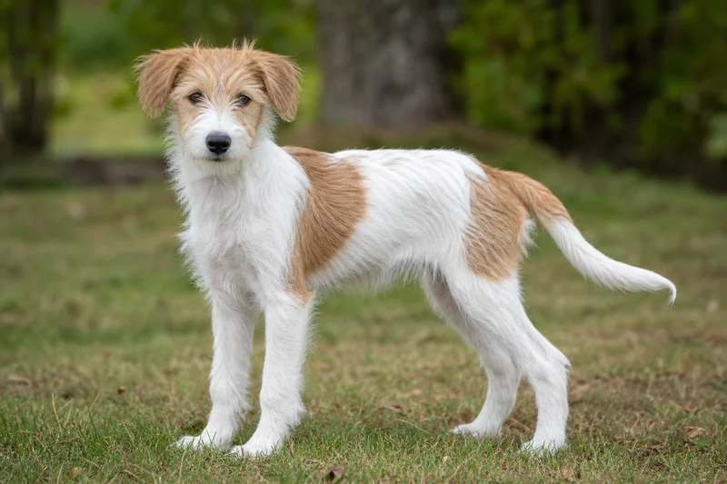 Kromfohrländer — puppy (~4 mo)