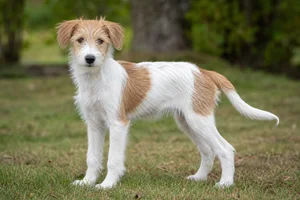 Kromfohrländer — puppy (~4 mo)