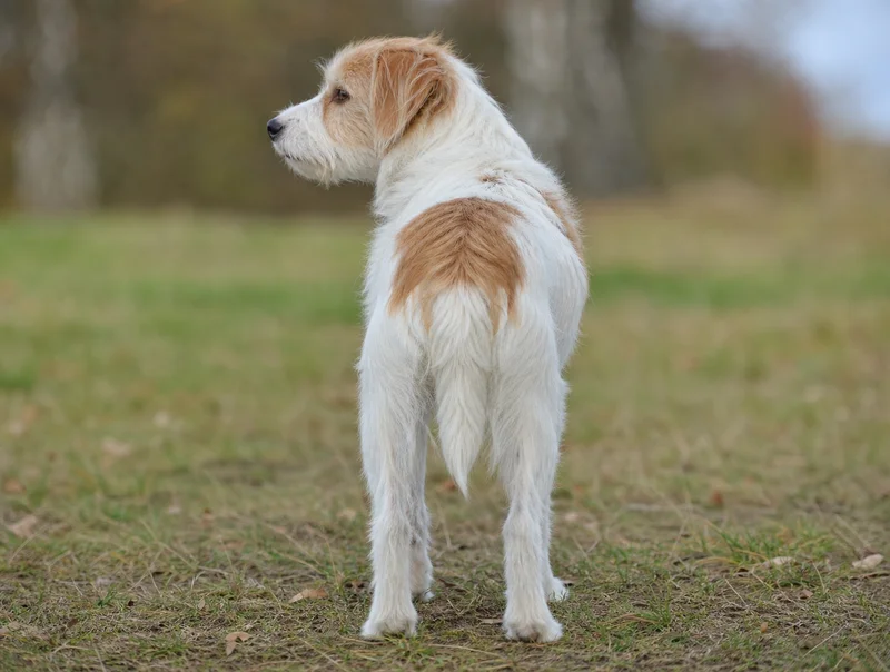 Kromfohrländer — rear