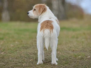 Kromfohrländer — rear