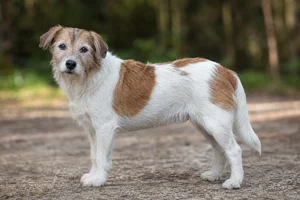 Kromfohrländer — senior