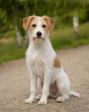 Kromfohrländer — sitting