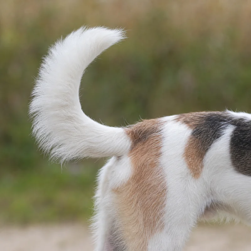 Kromfohrländer — tail