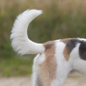 Kromfohrländer — tail