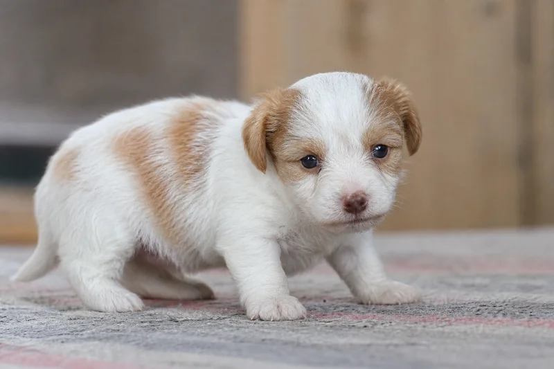 Kromfohrländer — young puppy (~1 mo)