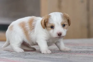 Kromfohrländer — young puppy (~1 mo)