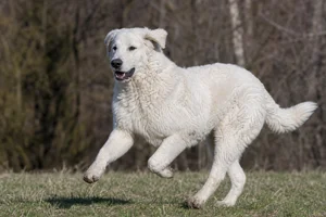 Kuvasz — running