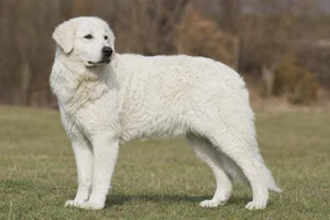 Kuvasz — adult