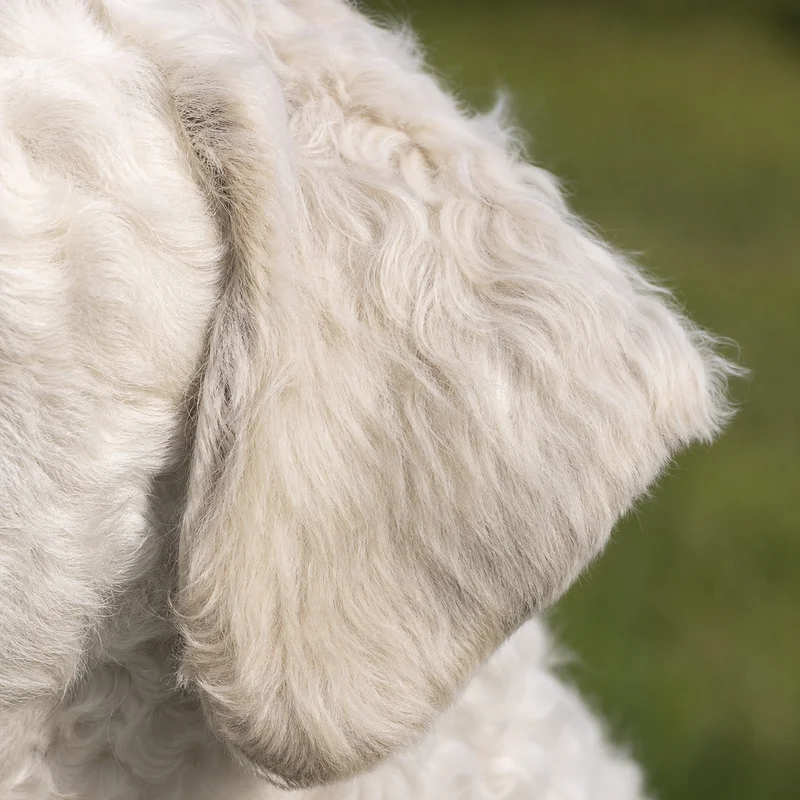Kuvasz — ears
