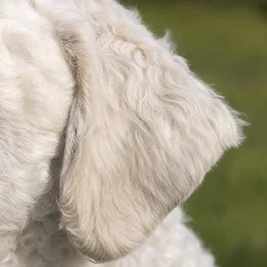 Kuvasz — ears