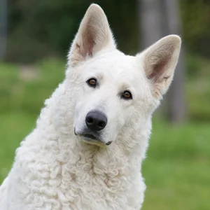 Kuvasz — alert