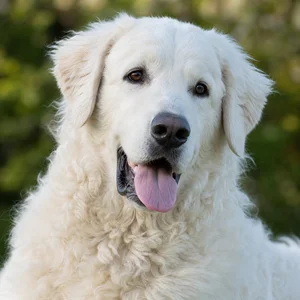 Kuvasz — happy