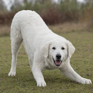 Kuvasz — playful