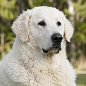 Kuvasz — relaxed