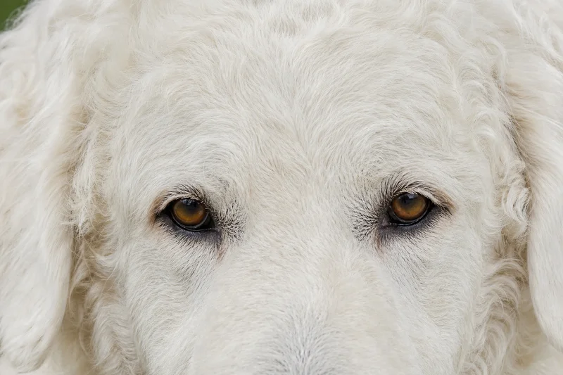 Kuvasz — eyes