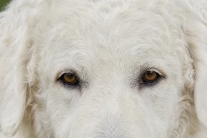 Kuvasz — eyes