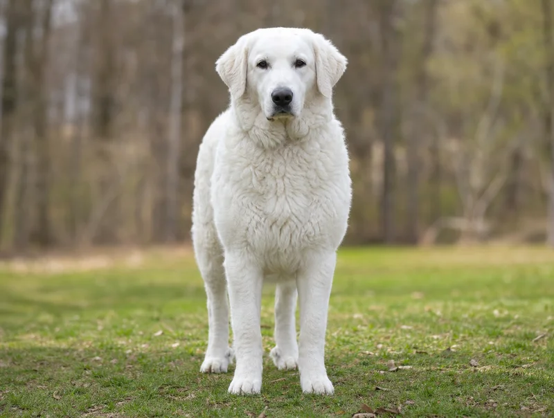 Kuvasz — front