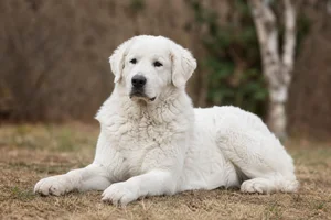 Kuvasz — lying down