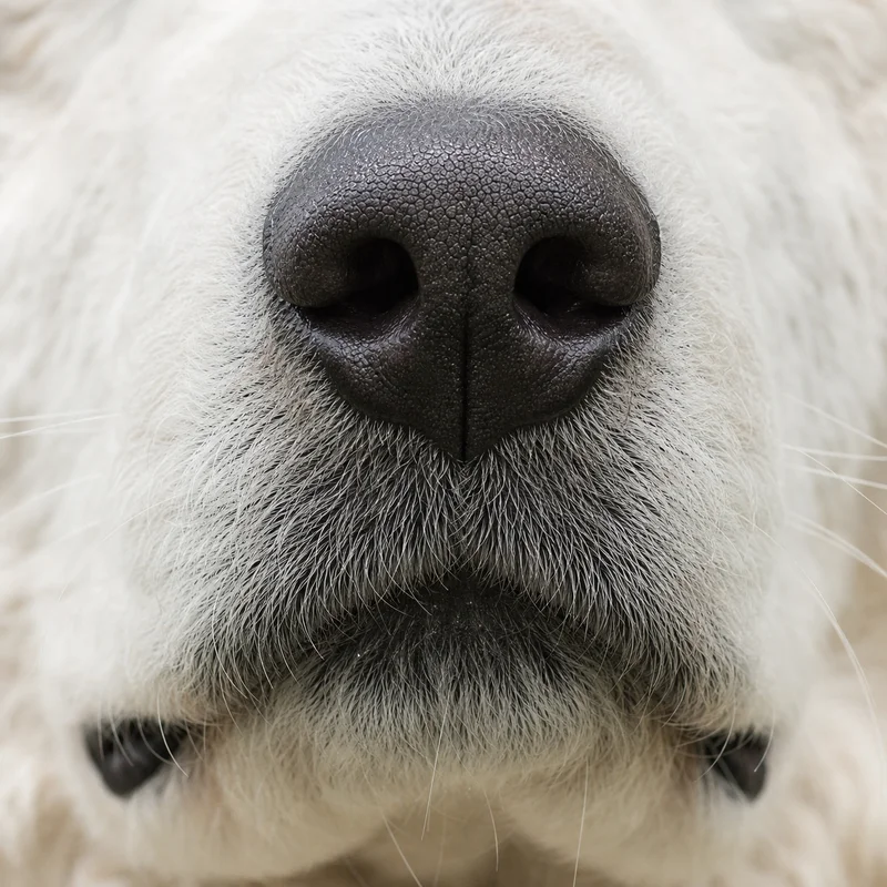Kuvasz — nose